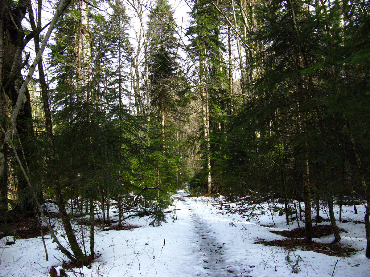 Самурский лес зимой