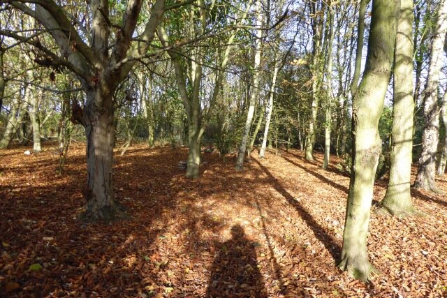 Та самая роща в Хеслингтоне, близ Йорка (Англия). Фото: DS Pugh.