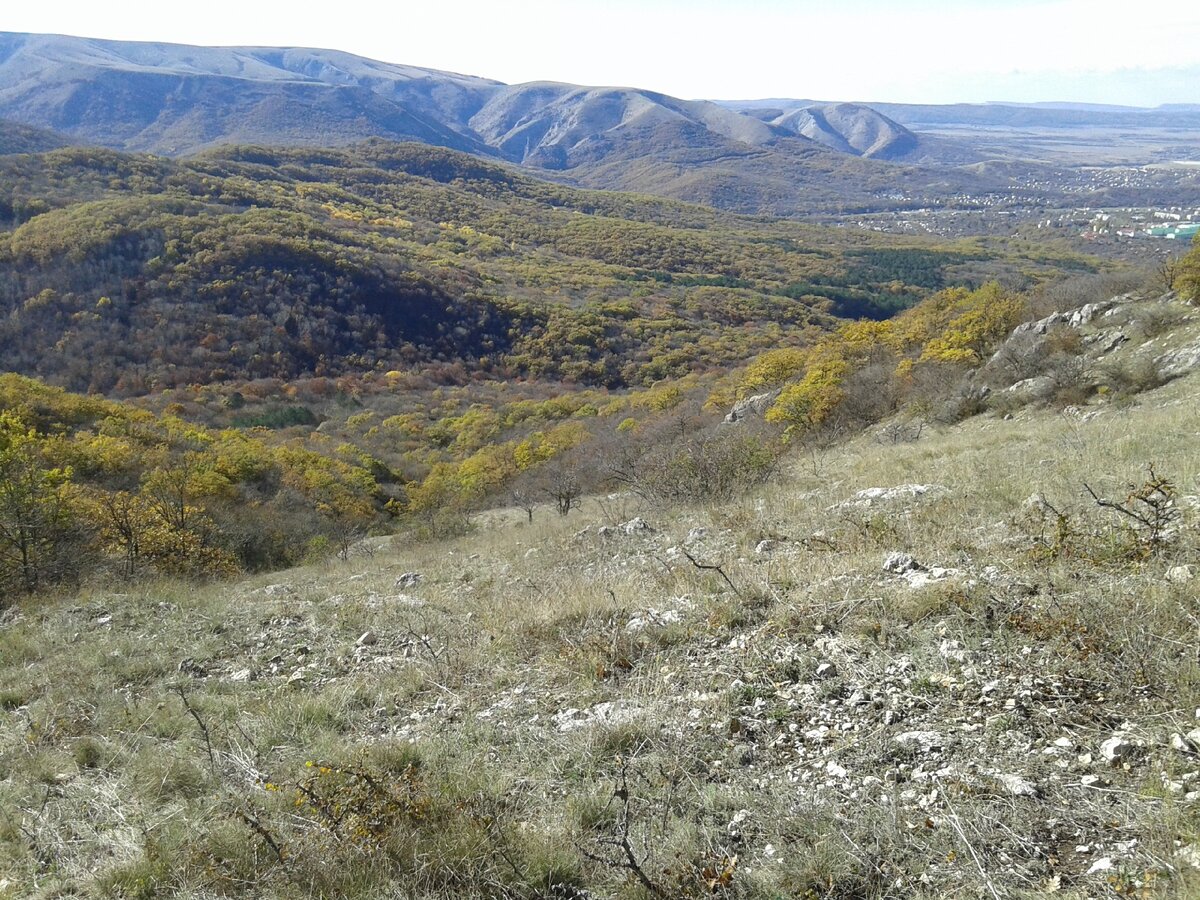 До свидания, лошадки.