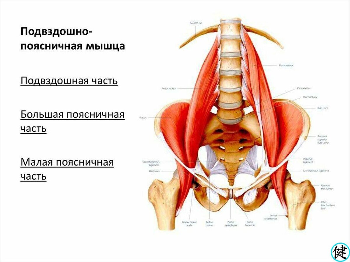 Части поясницы