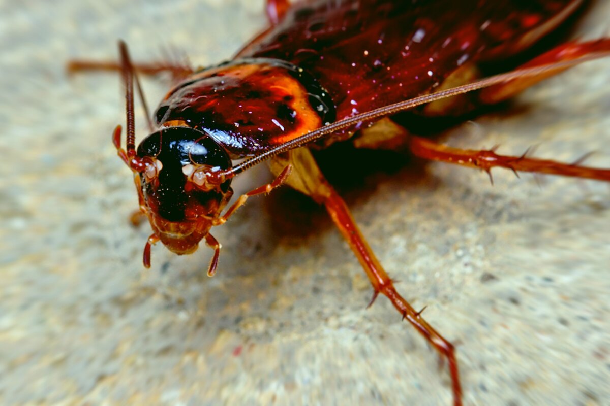 Как избавиться от тараканов: лучшие средства от тараканов