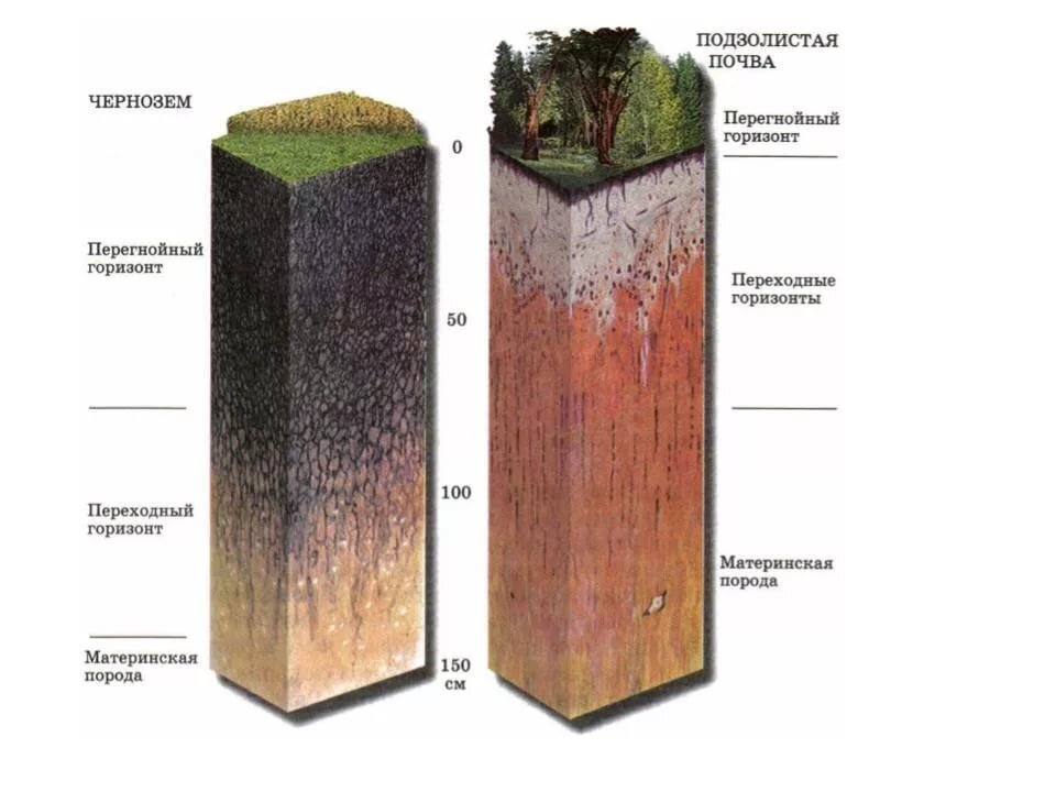 Какие почвы относятся к азональным типам подзолистые. Дерново подзолистые почвы подзолистого типа. Структура дерново-подзолистых почв. Гумусовый Горизонт подзолистых почв. Строение дерново-подзолистых почв.
