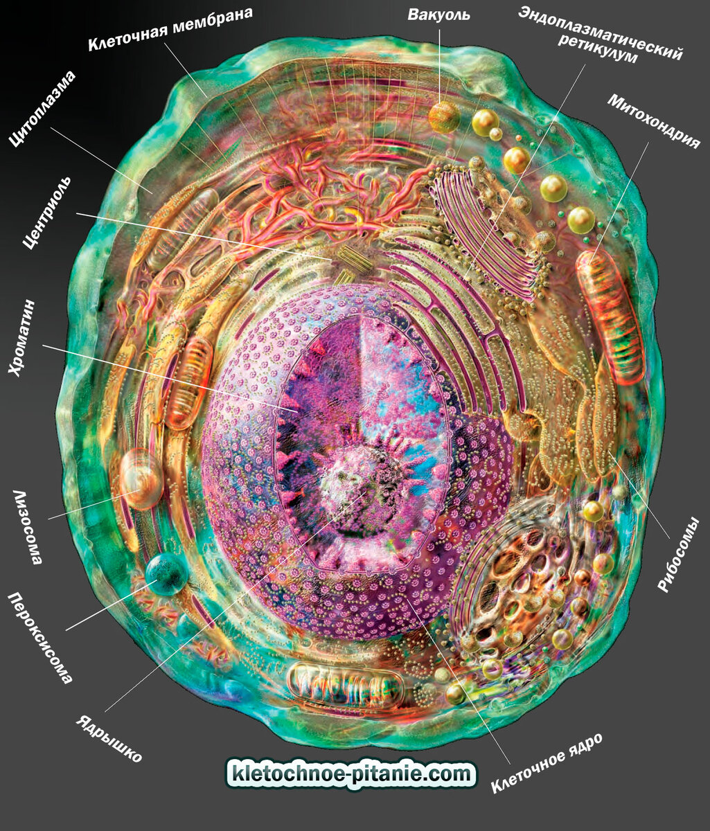 Источник изображения: https://kletochnoe-pitanie.com/