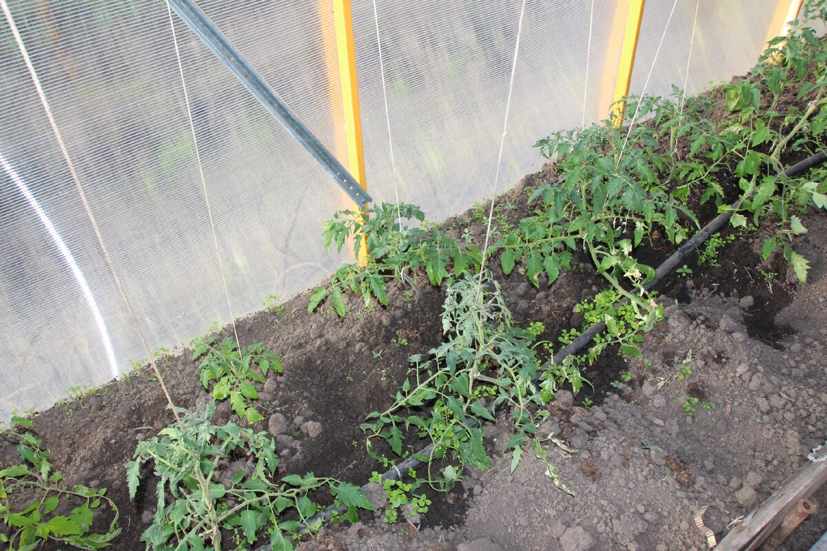 Высадка томатов в теплицу в апреле. Теплица с помидорами. Высадка томатов в теплицу. Помидоры в траншее. Посадка томатов в теплицу.