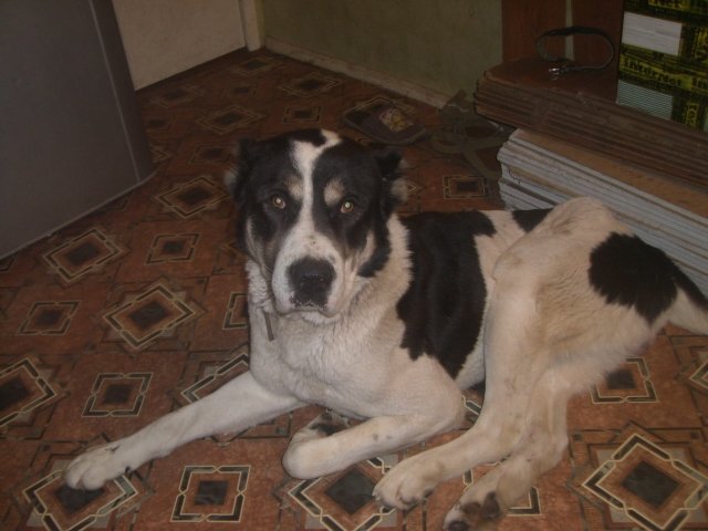 Крупной собаке нет места в квартире. Коридор и линолеум плохое окружение для крупного пса! Взято с сайта alabaihelp.kamrbb.ru