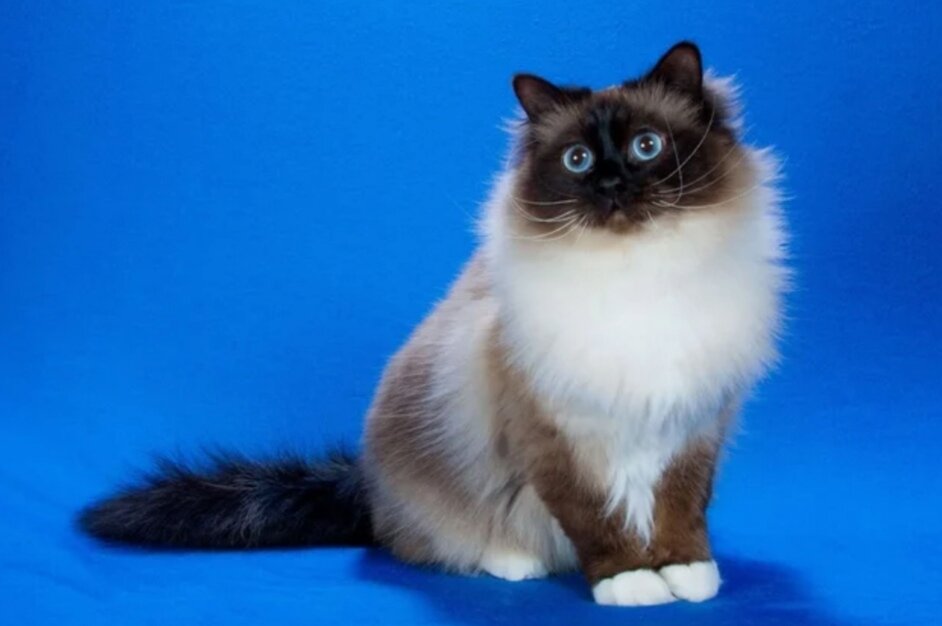 Бирманская кошка