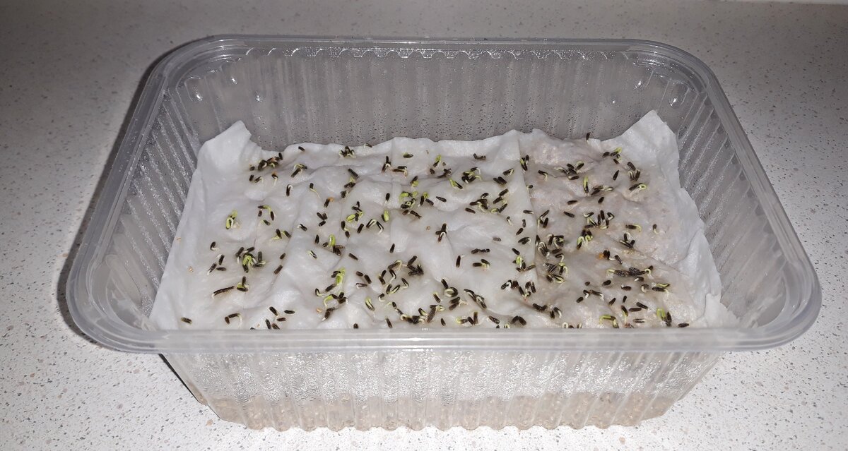 Семена через три дня