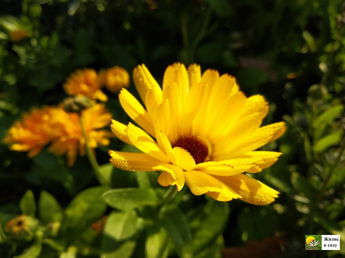 Цветущая календула на маминой клумбе