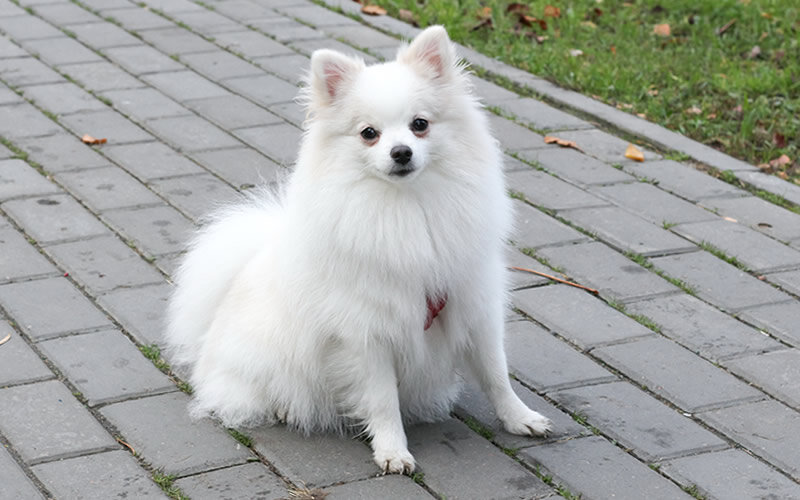 Маленькие собаки, такие, как Лиза, иногда чувствуют себя неуверенно среди больших существ. Фото: А. Смирнов