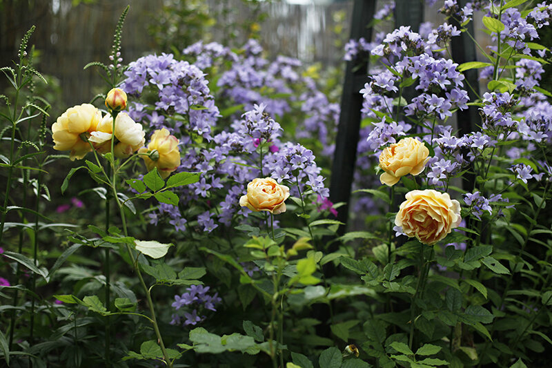 Колокольчик, физостегия и роза
