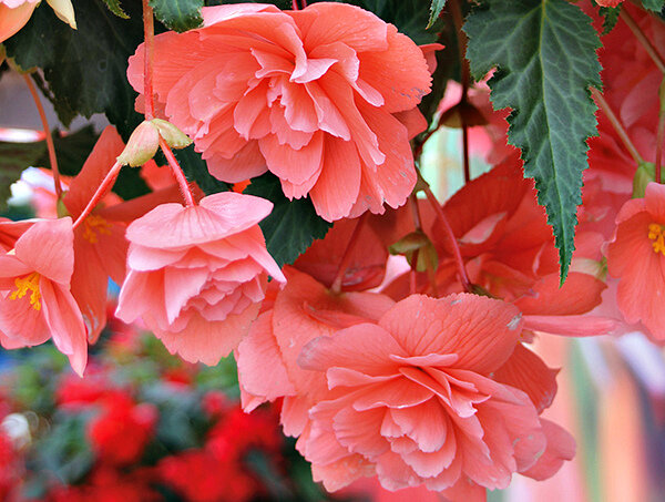 Бегония ампельная розовая (Pendula Cascade Pink) - цена 83,85 руб.