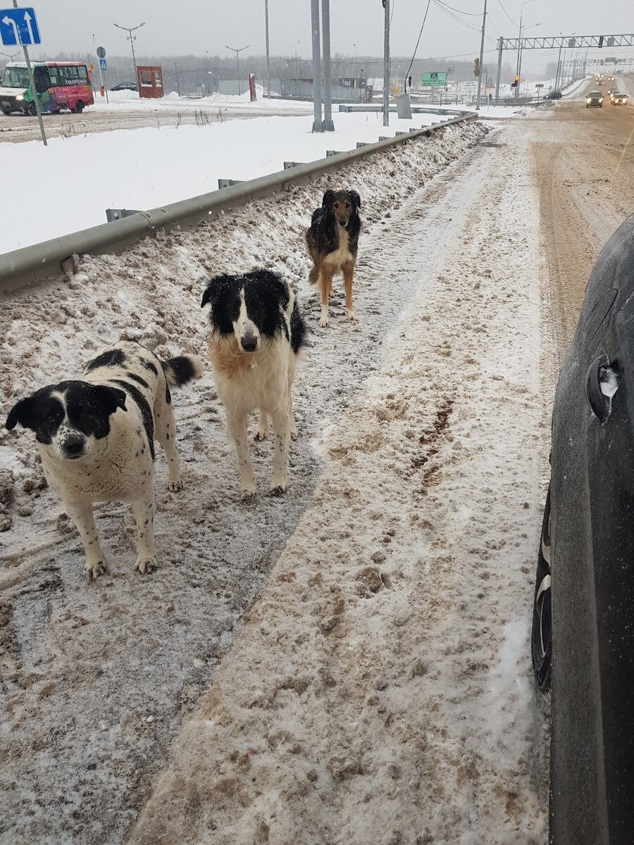 И это не удивительно, собаки постоянно бродили рядом с оживлённой дорогой.