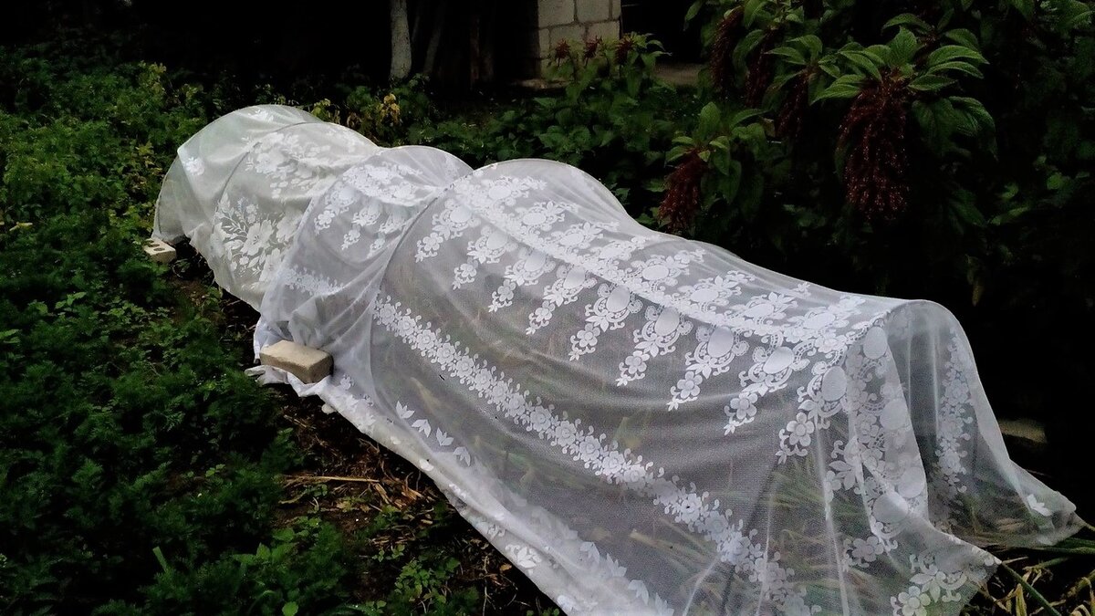 Посадки защищаем старыми гардинами. Фото автора 