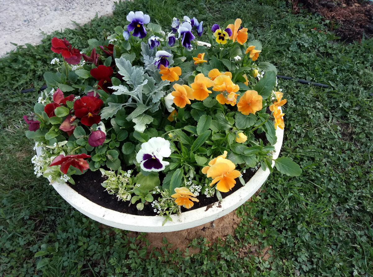 Скажу честно, люблю загущать посадки:)) Зато весь сезон эта чаша буквально фонтанировала яркими цветами! В тесноте да не в обиде. Фото из личного архива.