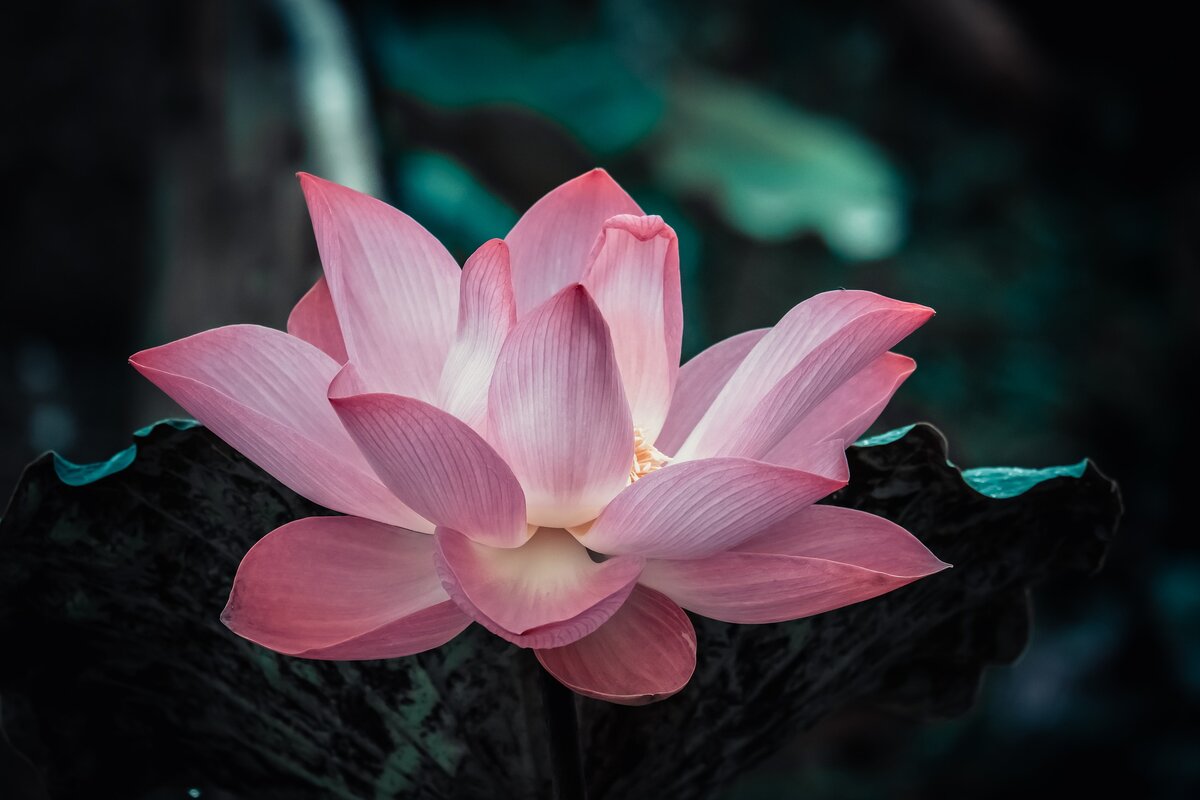 Сорванный лотос, pixabay.com