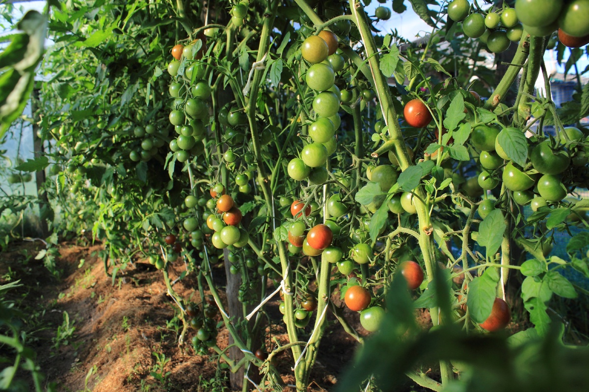 Мои томаты черри 