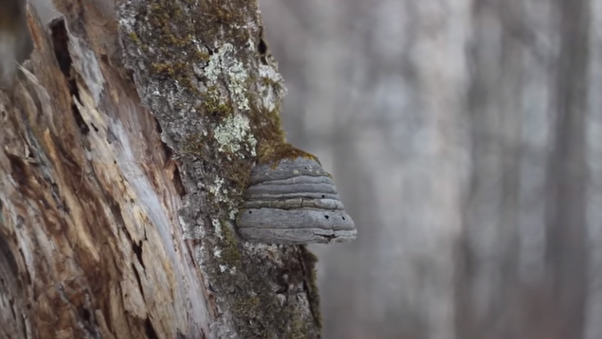 Будьте внимательны, это не чага!