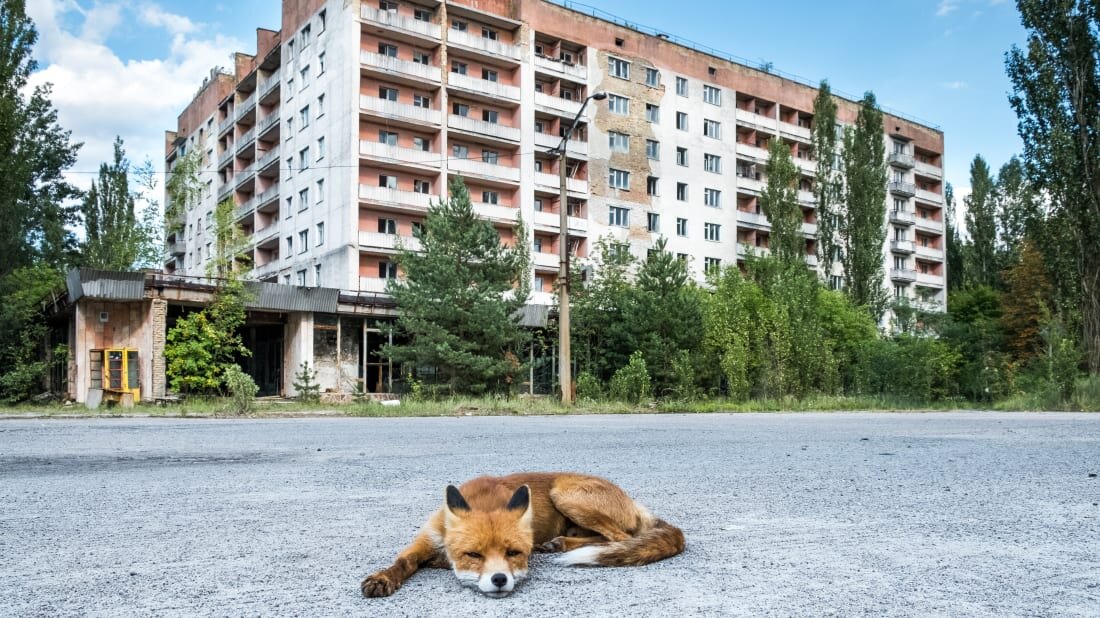 КЛАВДИЯ ДИМУРО 20 ИЮНЯ 2019 Г.ISTOCK / TIJUANA2014