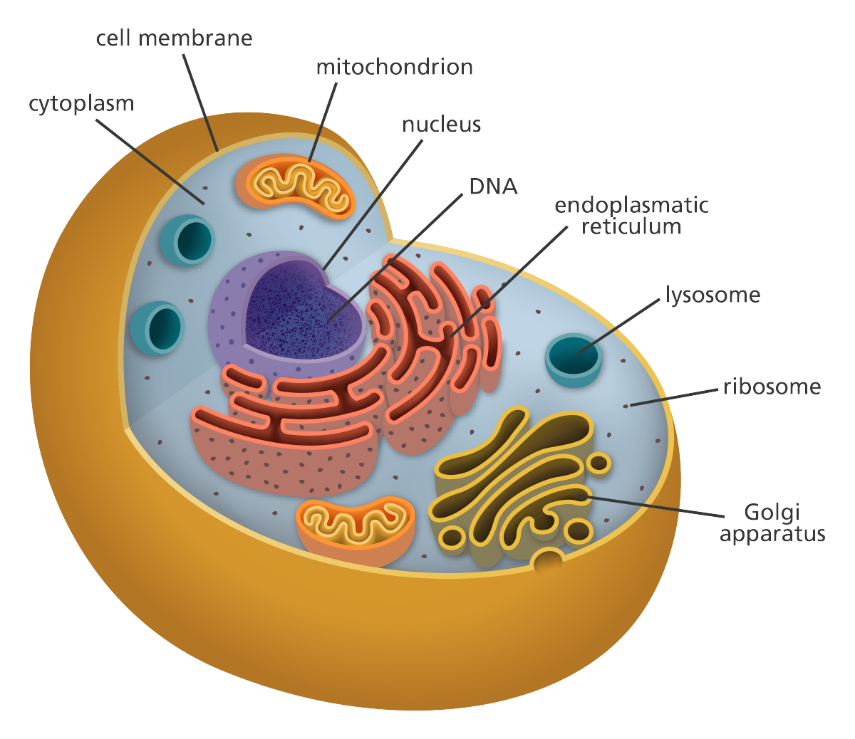 Клетка человека изображение. Человеческая клетка. Клетка человека рисунок. Клетка цитология. Cell structure.