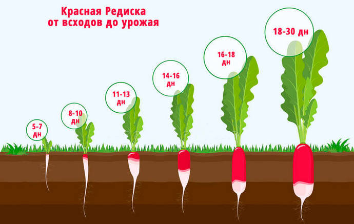 Цикл роста редиса от всхода до сбора урожая