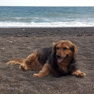 Люся. Собака - личность. Харизмы такой у не у каждого двуного есть, и смелости.