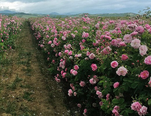 Болгария. Масленичная роза