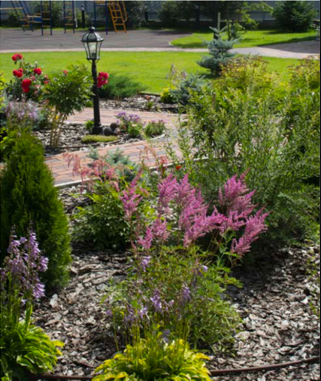 Хосты и астильба в цветнике