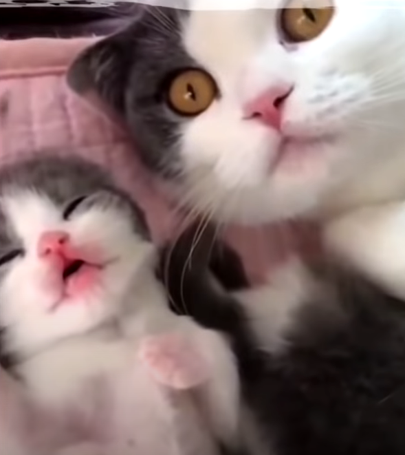 Кошки и котята