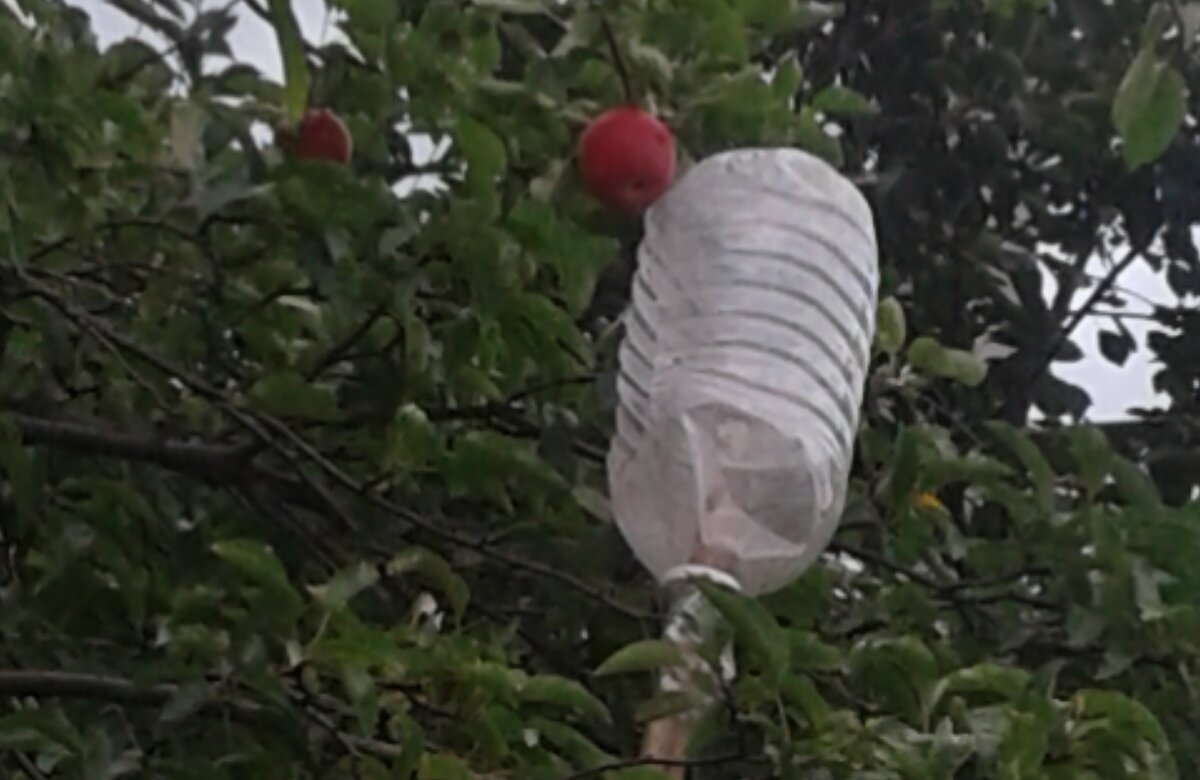 До верхних яблок мы дотягиваемся вот таким самодельным съёмным устройством