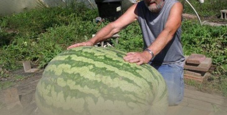 Герой истории с арбузом у себя во дворе