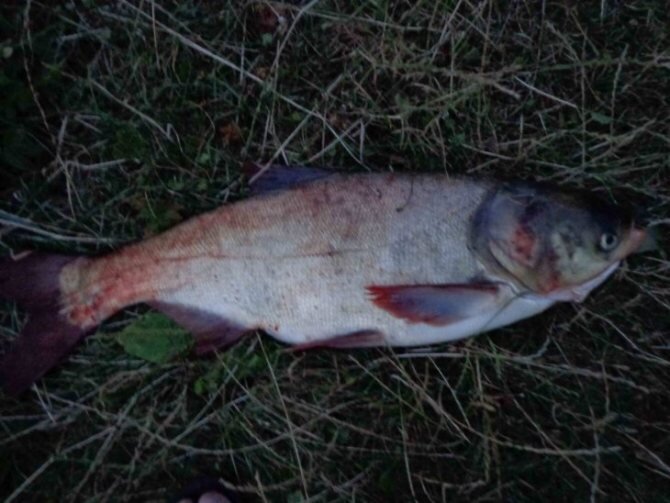 Красивая рыба - толстолобик