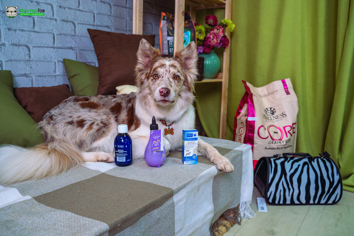 Фото интернет-зоомагазина Мистер Гав. Бордер колли Айс.