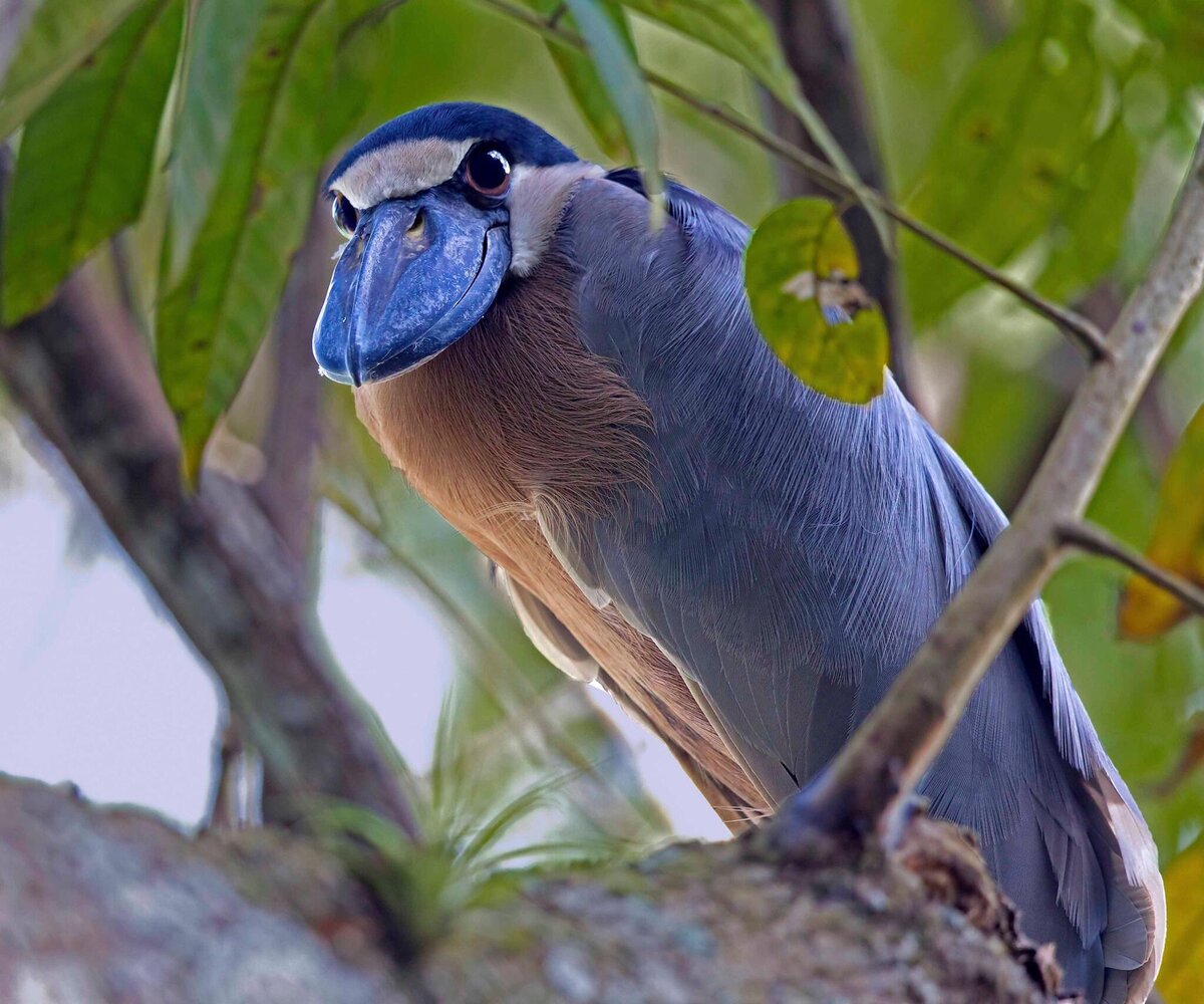 Представляем вам птицу-утконоса! 