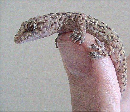 геккон (hemidactylus turcicus)
