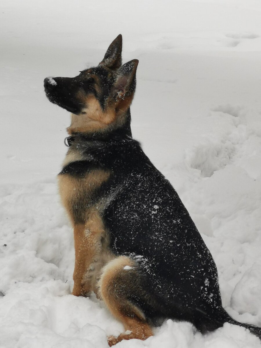 Немецкая овчарка 