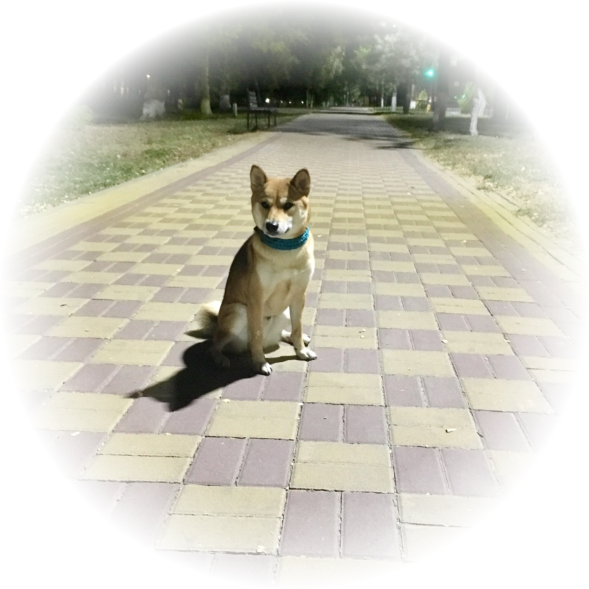 Тимо свершает вечерний моцион