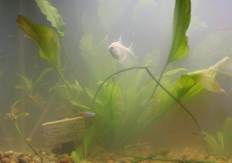 Белесая вода