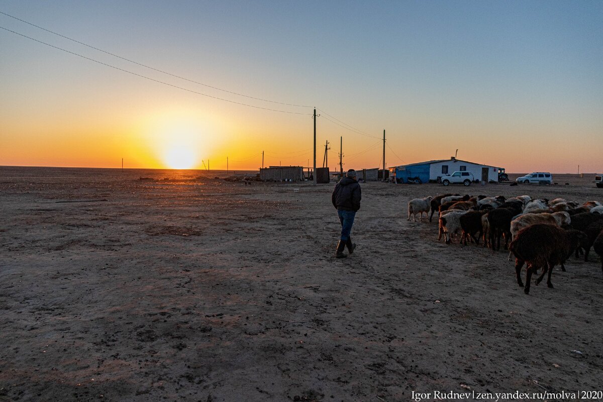 Как только встает солнце, отару нужно выгнать на выпас в степь