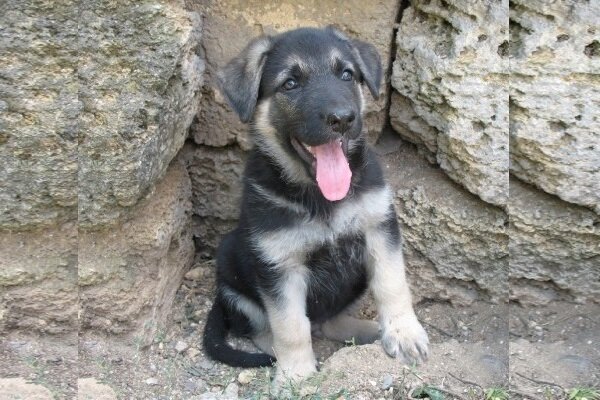 Яндекс. Картинки