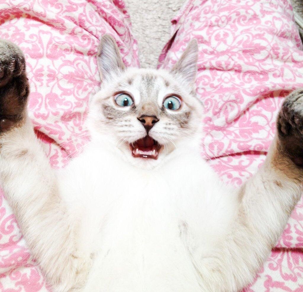 Топ-5 Кошачьих Вопросов С Ответами