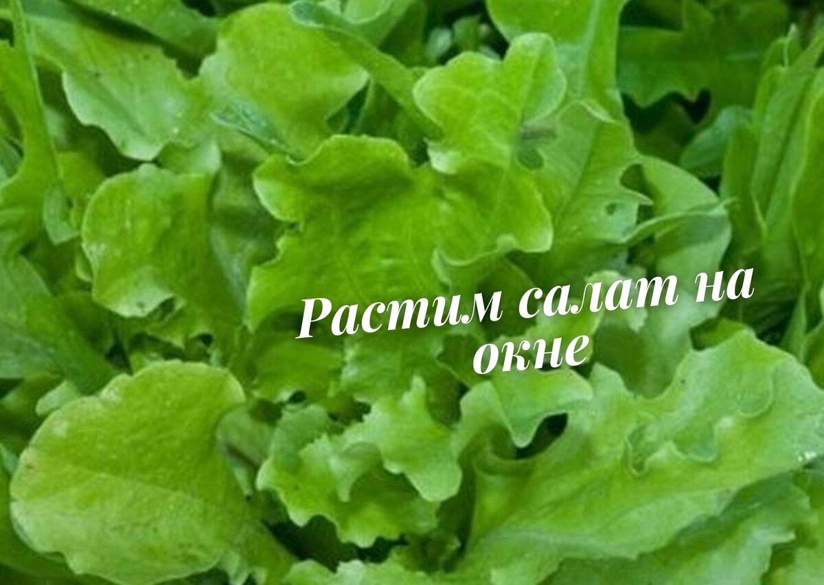 Растим к новогоднему столу: эти сорта салата дадут отличный урожай на  подоконнике | Садория.ру | Дзен