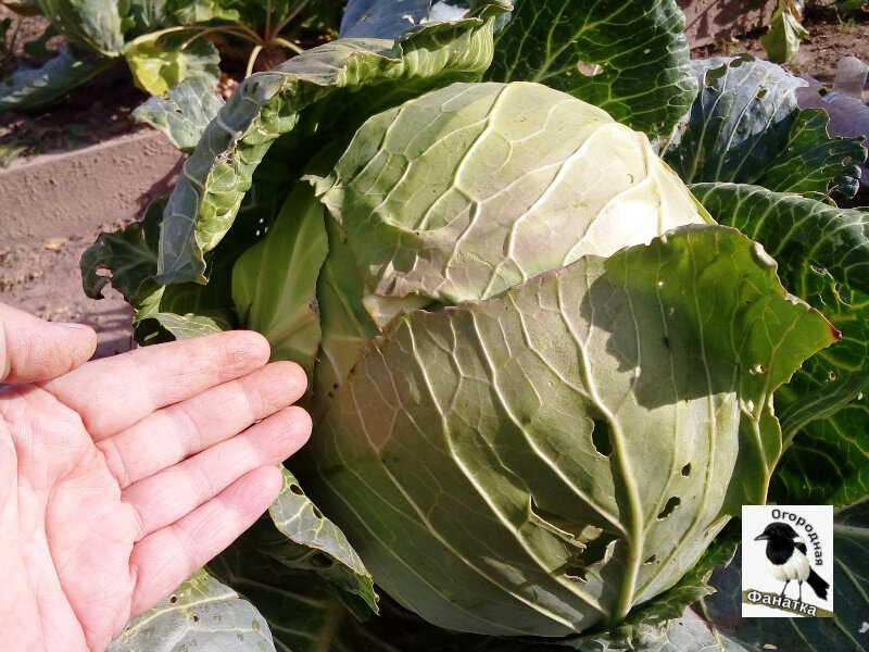 На фото сорт Мегатон: почему-то кажется, что кочан небольшой. На самом деле он очень даже приличного размера: где-то с баскетбольный мяч