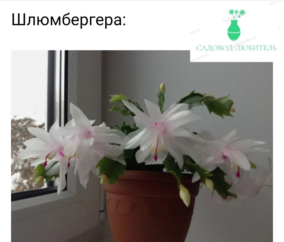 Шлюмбергера еще одно название этого новогоднего цветка.