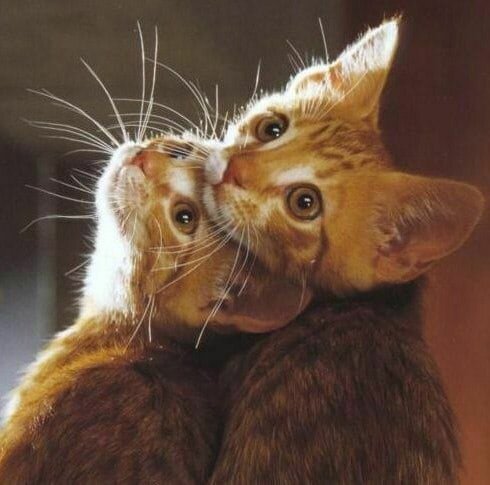 Екатерина Кузнецова - ветеринарный врач-дерматолог, заведующая дерматологическим отделением клиник.