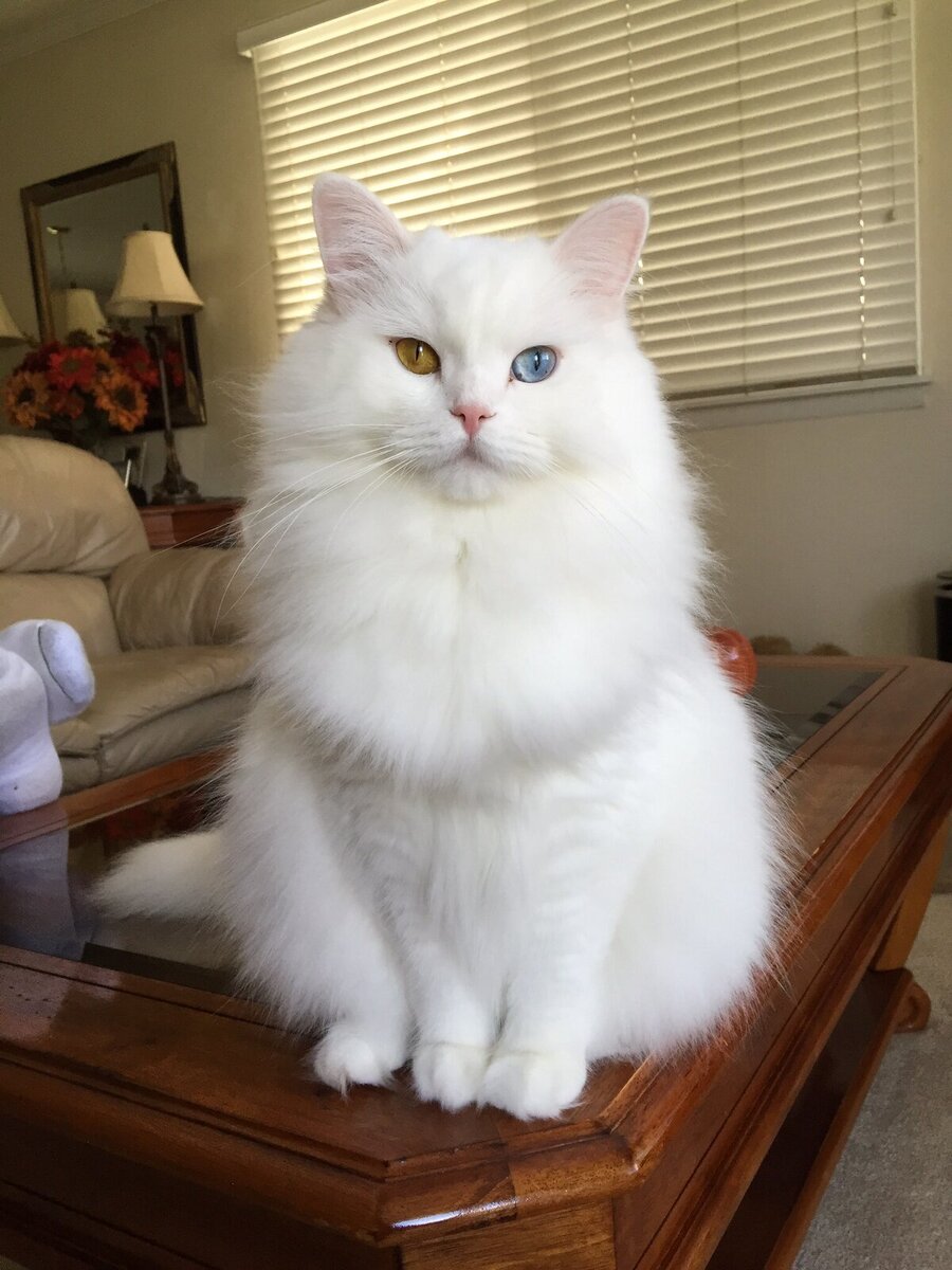 Фото рагамаффина