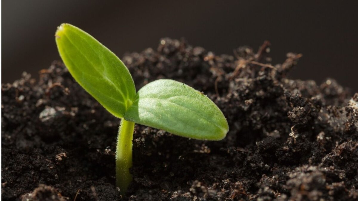 изображение взято в свободном доступе