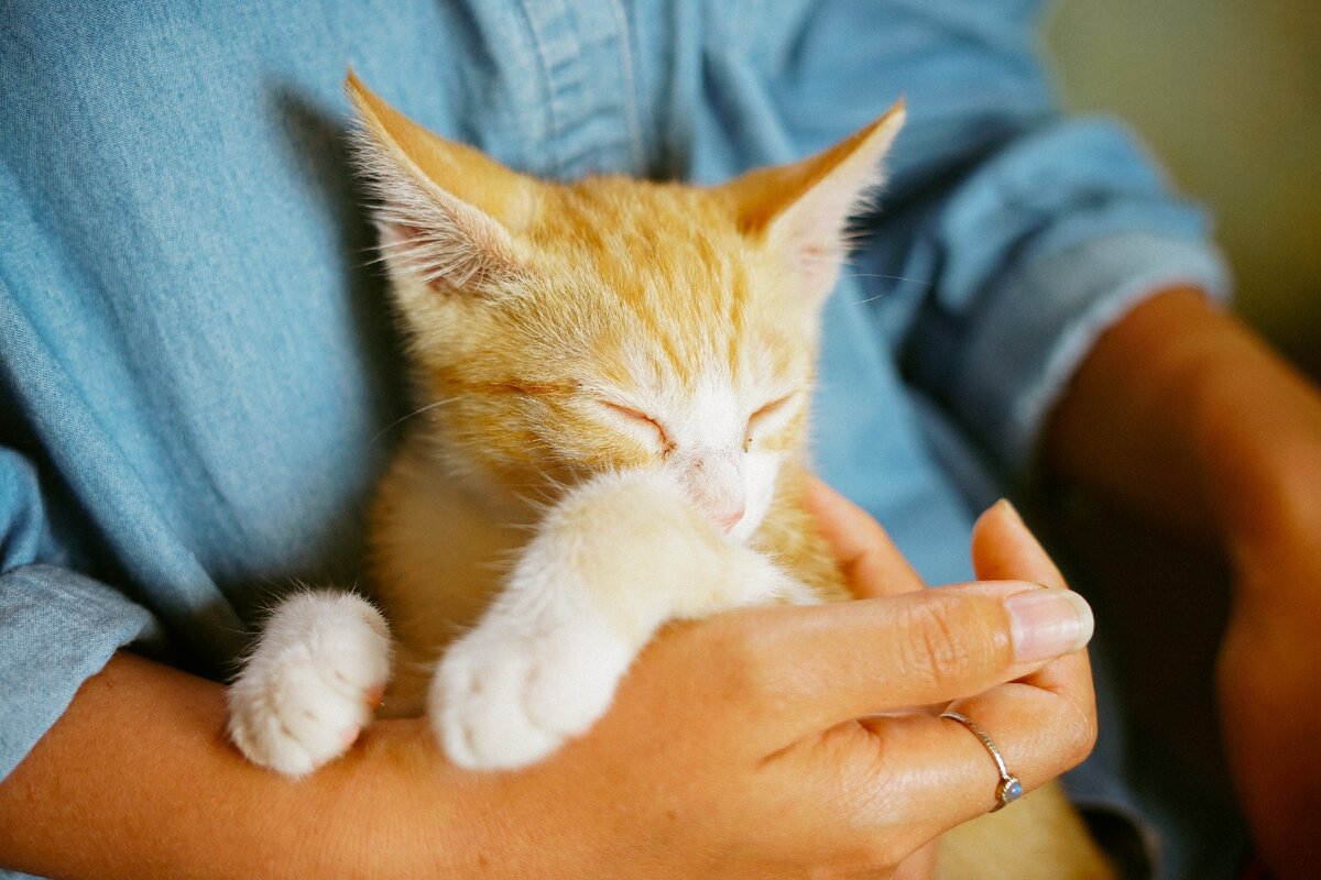 Чем помогают кошки. Кошки лекари. Кошачья терапия. Коты целители. Фелинотерапия.