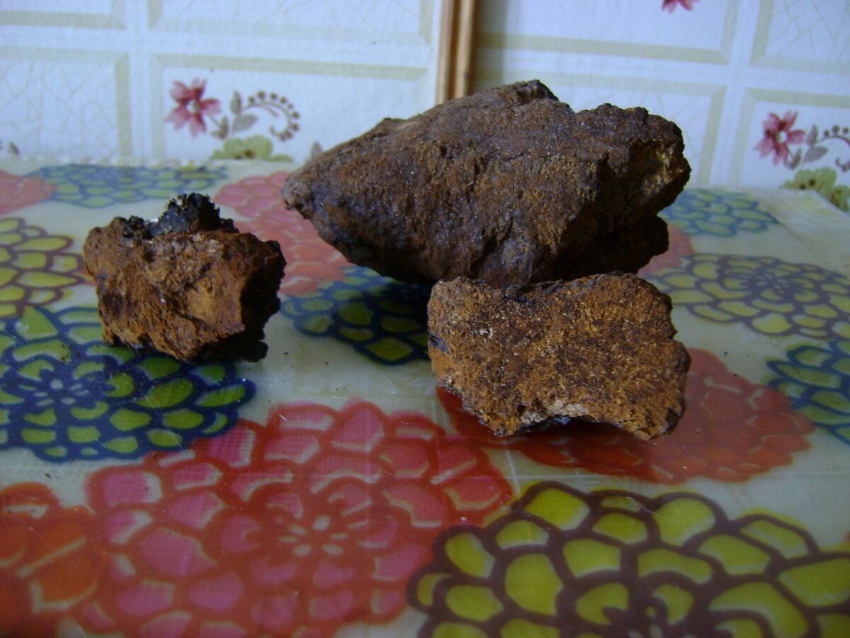 Так выглядят куски чаги