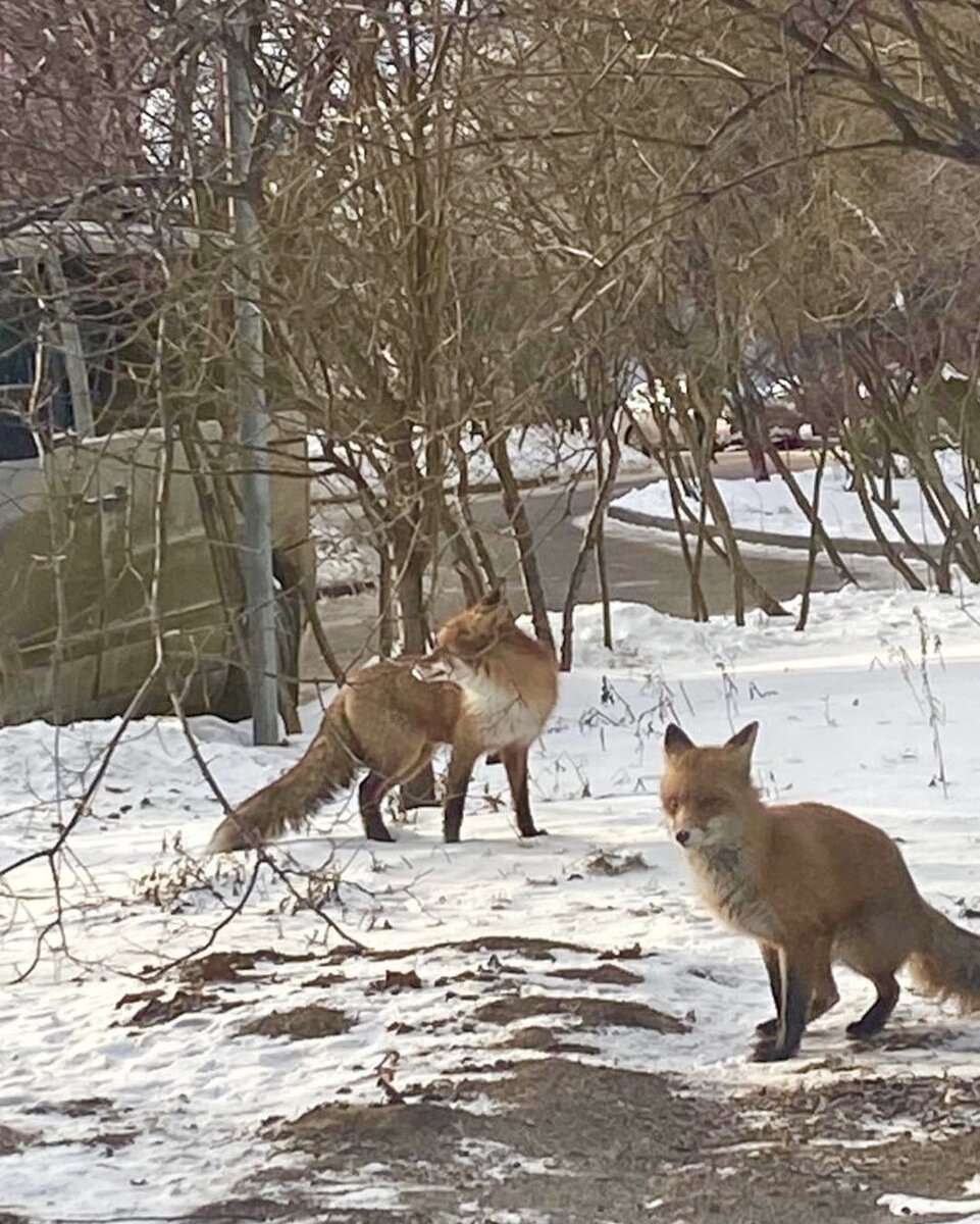 Лисы ведут себя спокойно и миролюбиво подобно дворовым собакам