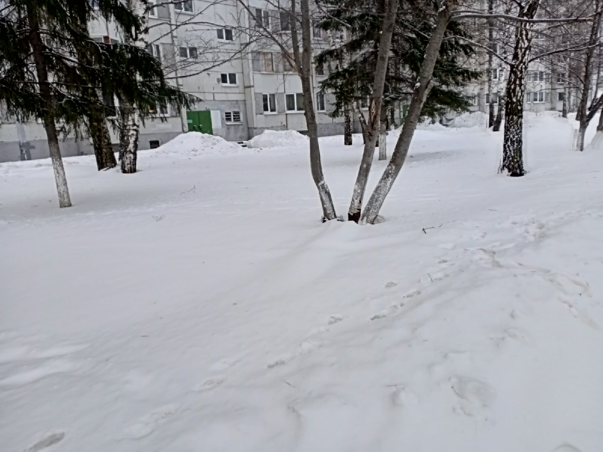 Деревья подружились... как мило
